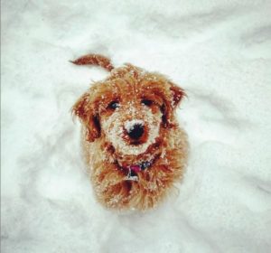 Golden Retriever playing in the snow. Meet Shawn, senior technical fellow at Zuken