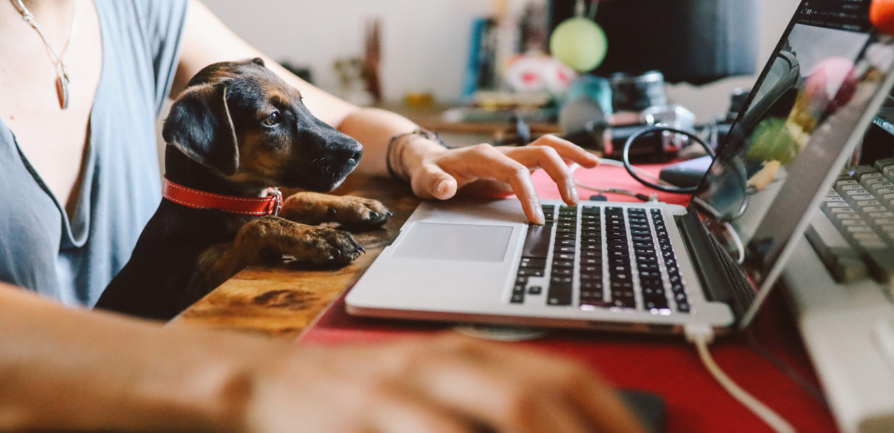 A black and tan dog attentively watches while a person works on a laptop, symbolizing the blend of personal and professional life in a work-from-home setting
