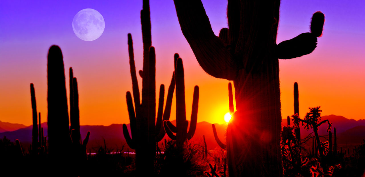 serene desert sunset with the silhouette of cactus plants against a gradient sky of orange and purple hues, design data management tools