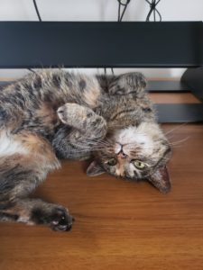 Maxine the cat, lounging under the desk. Meet Shawn, senior technical fellow at Zuken
