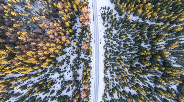 Forest image taken with a drone.