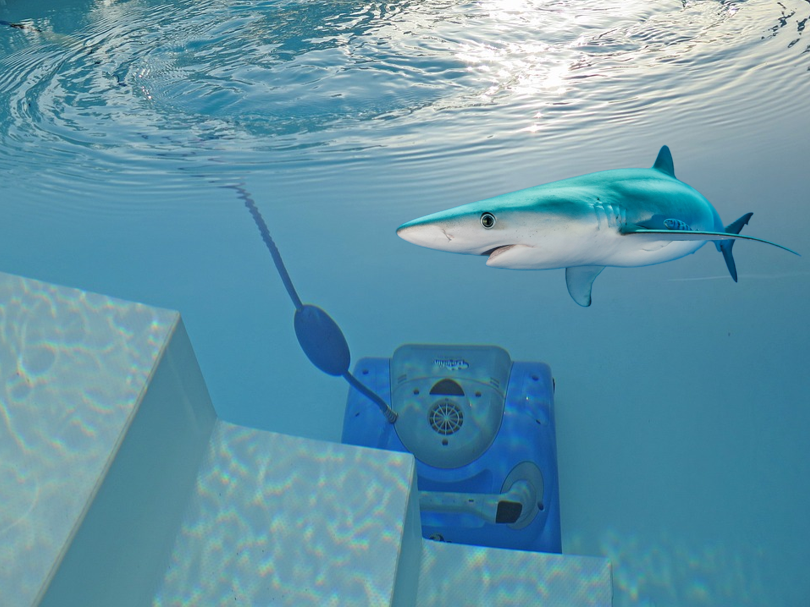 Blue robotic pool vacuum at the bottom of a pool. Shark swims above it. 