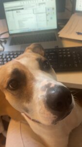 Beagle dog sitting on owners lap while working at desk.