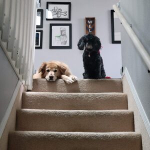 Mike’s dogs, Daisy, a Golden Retriever, and Cammie, an American Cocker Spaniel, sitting together at the top of a staircase.